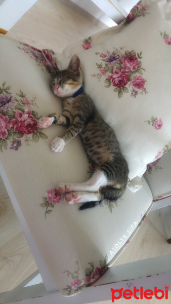 Tekir Kedi, Kedi  çorap fotoğrafı