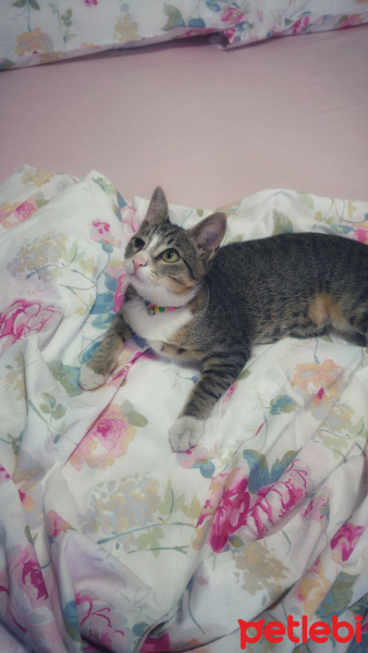 Tekir Kedi, Kedi  çorap fotoğrafı