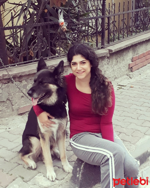Alman Çoban Köpeği, Köpek  haydut fotoğrafı