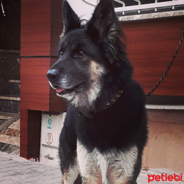 Alman Çoban Köpeği, Köpek  haydut fotoğrafı