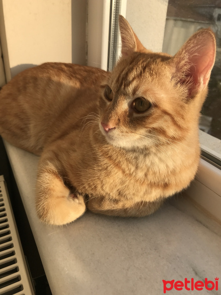 Tekir Kedi, Kedi  Tarçın fotoğrafı