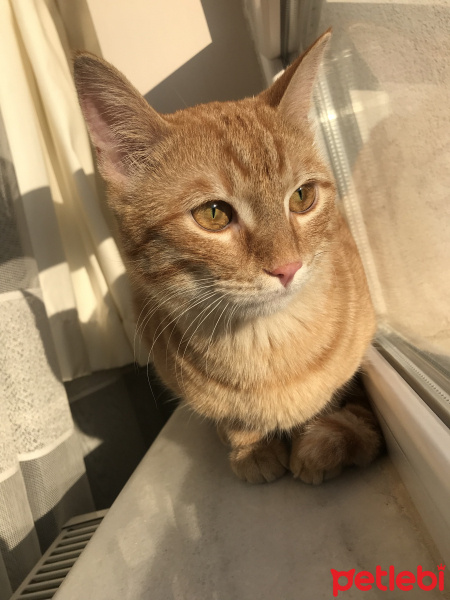 Tekir Kedi, Kedi  Tarçın fotoğrafı