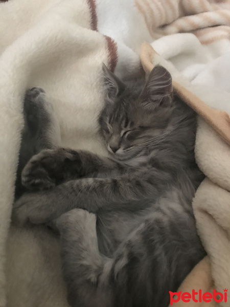 Tekir Kedi, Kedi  Venüs fotoğrafı