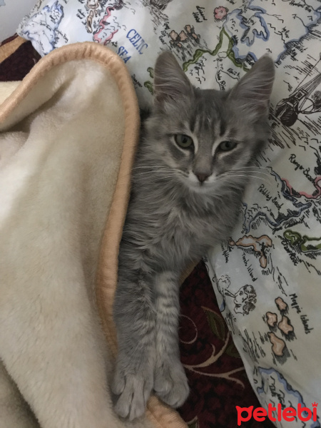 Tekir Kedi, Kedi  Venüs fotoğrafı