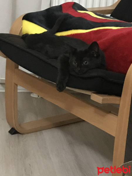 Tekir Kedi, Kedi  İnka fotoğrafı