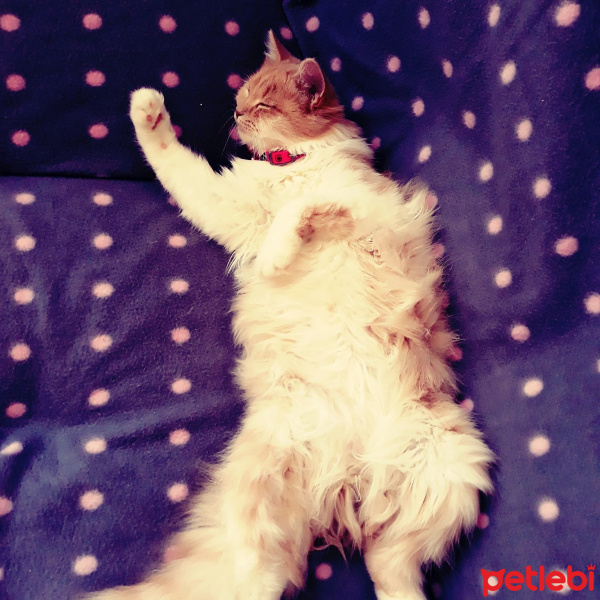 Chinchilla, Kedi  Düğme fotoğrafı