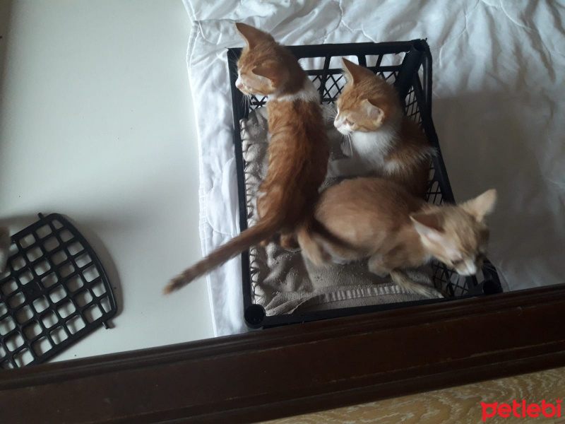 Sarman, Kedi  İsimleri yok fotoğrafı