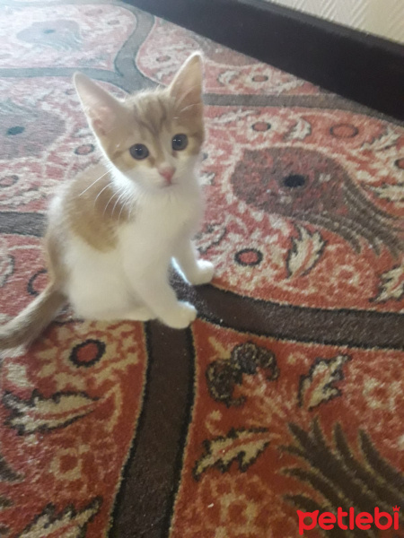 Sarman, Kedi  İsimleri yok fotoğrafı