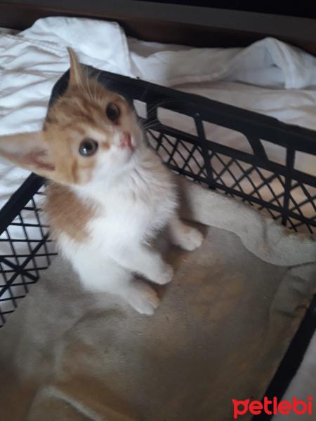 Sarman, Kedi  İsimleri yok fotoğrafı