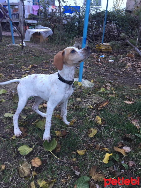 Pointer, Köpek  Etna fotoğrafı