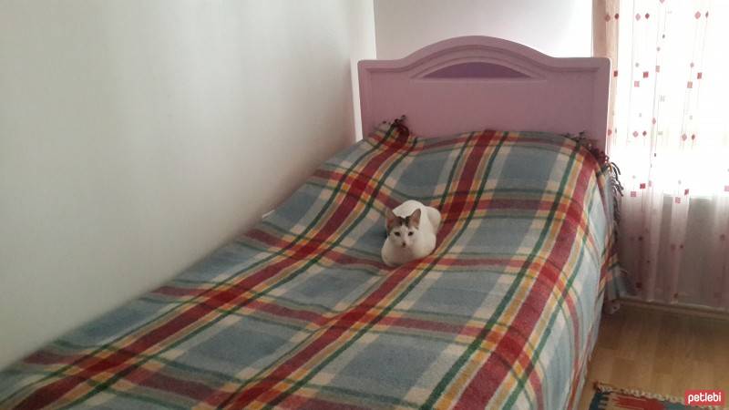 Tekir Kedi, Kedi  Sütlaç fotoğrafı