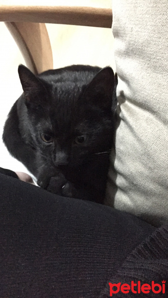 Tekir Kedi, Kedi  Vera fotoğrafı