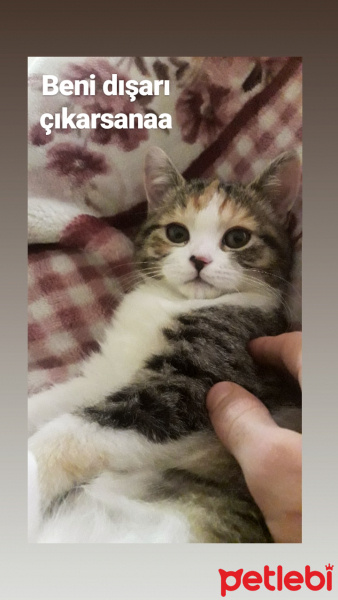 Tekir Kedi, Kedi  Shiva fotoğrafı