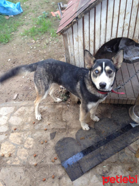 Sibirya Kurdu (Husky), Köpek  İncir fotoğrafı