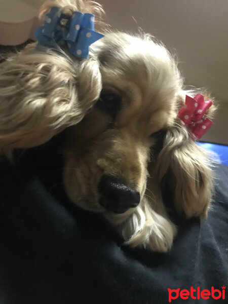 Amerikan Cocker Spaniel, Köpek  LİLİ fotoğrafı