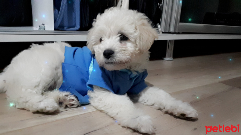 Maltese, Köpek  Zeus fotoğrafı