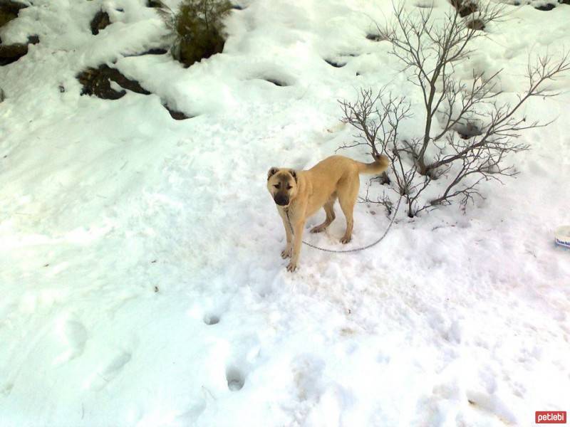 Kangal, Köpek  duman  fotoğrafı