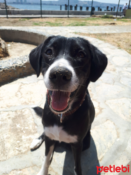 Sokö (Sokak Köpeği), Köpek  Perniss fotoğrafı