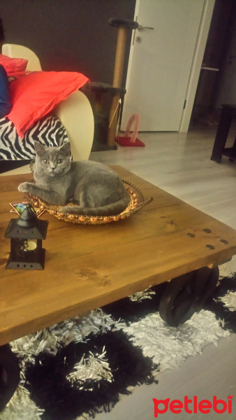 British Shorthair, Kedi  Bella fotoğrafı