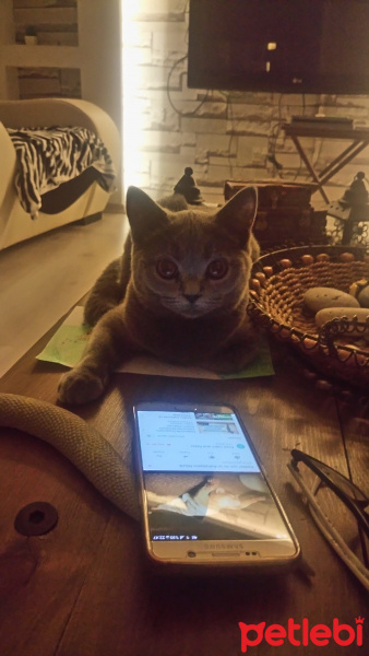 British Shorthair, Kedi  Bella fotoğrafı