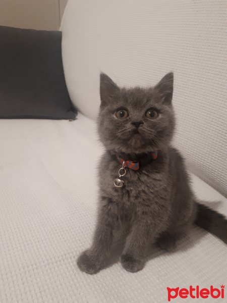 British Shorthair, Kedi  Leo fotoğrafı