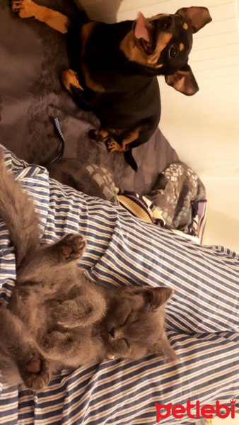 British Shorthair, Kedi  Leo fotoğrafı