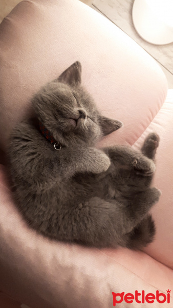 British Shorthair, Kedi  Leo fotoğrafı