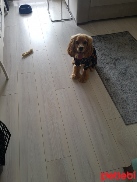 Amerikan Cocker Spaniel, Köpek  çakıl fotoğrafı