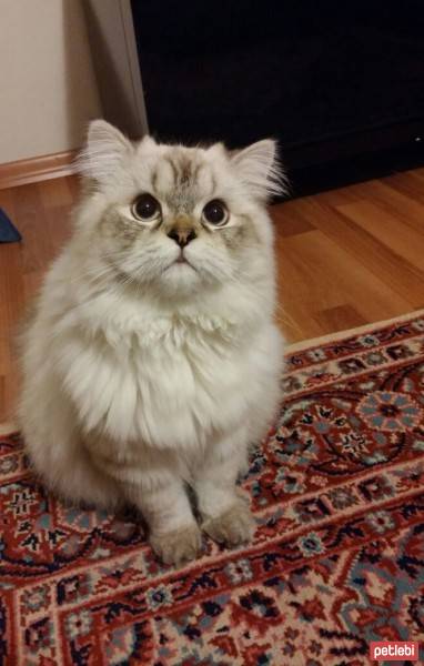 Himalayan, Kedi  Kaymak fotoğrafı