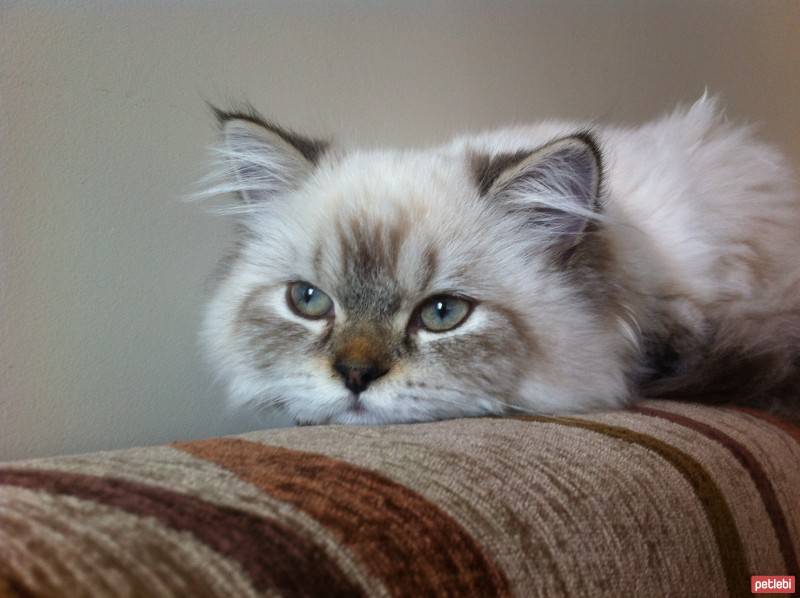 Himalayan, Kedi  Kaymak fotoğrafı