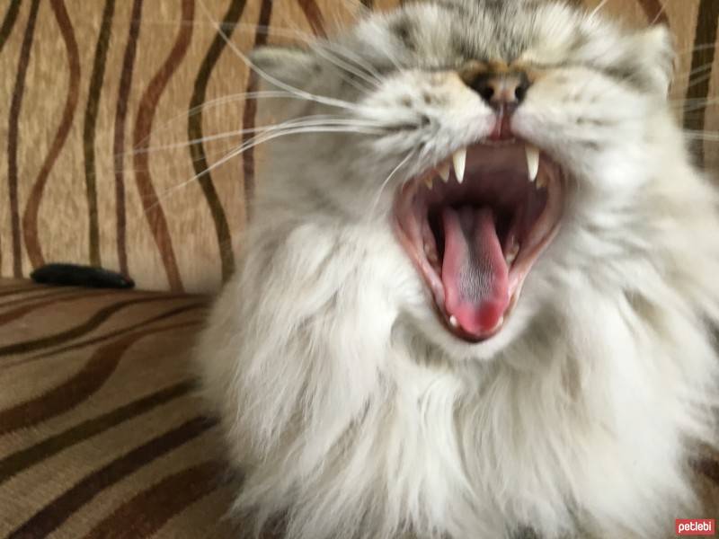 Himalayan, Kedi  Kaymak fotoğrafı