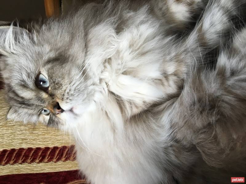 Himalayan, Kedi  Kaymak fotoğrafı