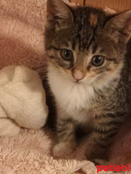Tekir Kedi, Kedi  fıstık fotoğrafı
