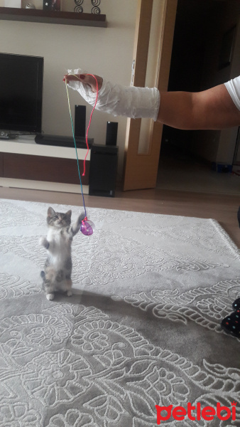 Tekir Kedi, Kedi  fıstık fotoğrafı