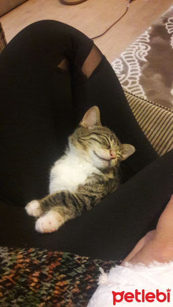 Tekir Kedi, Kedi  fıstık fotoğrafı