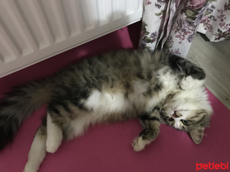 Tekir Kedi, Kedi  Domdom fotoğrafı