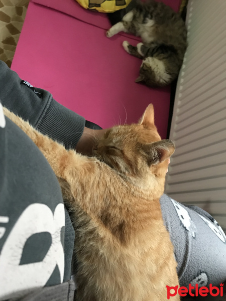 Tekir Kedi, Kedi  Domdom fotoğrafı
