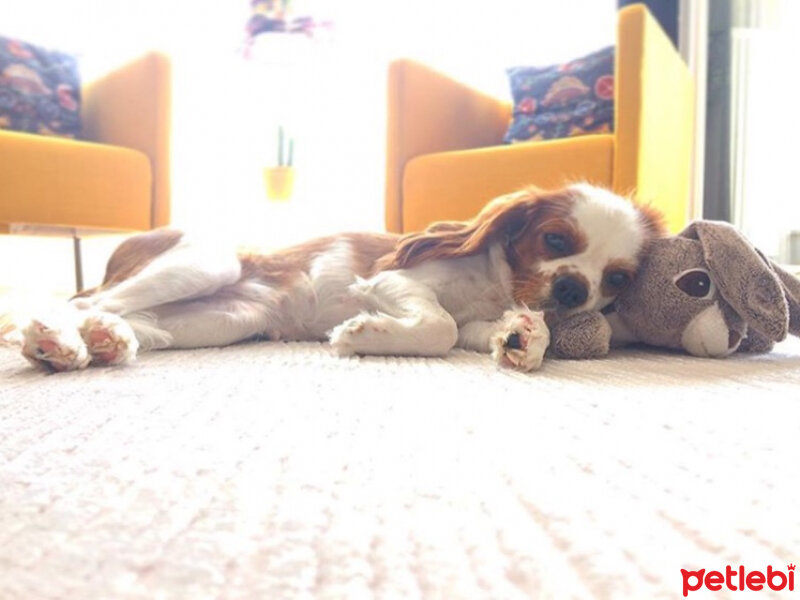 Cavalier King Charles Spanieli, Köpek  Luna fotoğrafı