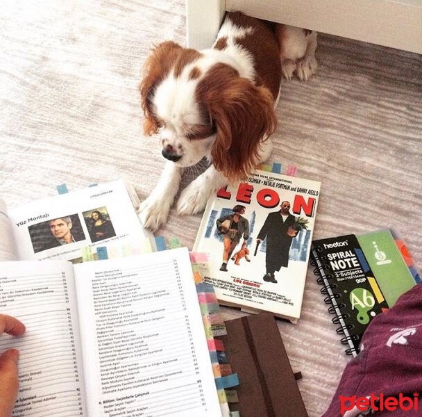 Cavalier King Charles Spanieli, Köpek  Luna fotoğrafı