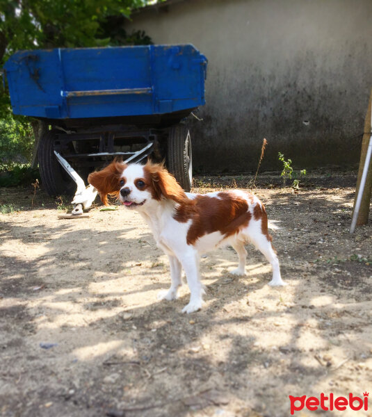 Cavalier King Charles Spanieli, Köpek  Luna fotoğrafı