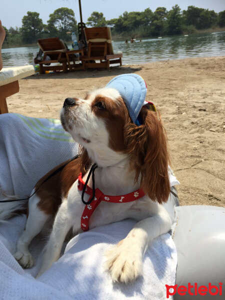 Cavalier King Charles Spanieli, Köpek  Luna fotoğrafı