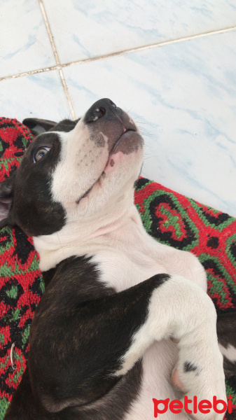 Amerikan Staffordshire Terrier, Köpek  Hilda fotoğrafı