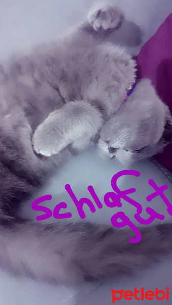 Scottish Fold, Kedi  Mia fotoğrafı