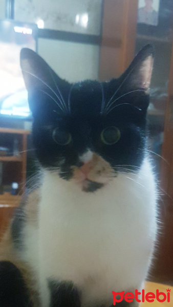 Tekir Kedi, Kedi  Gece fotoğrafı