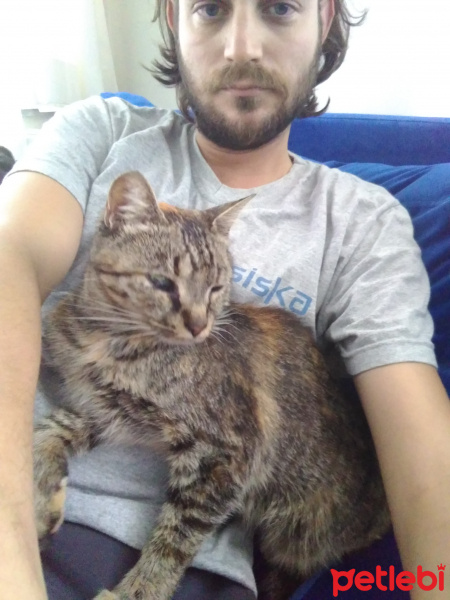 Tekir Kedi, Kedi  Shan fotoğrafı