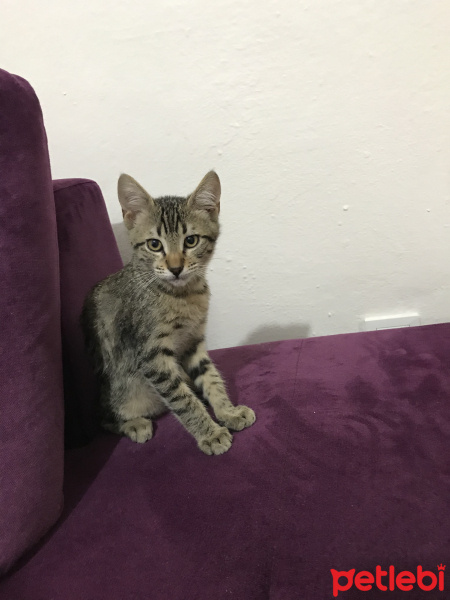 Tekir Kedi, Kedi  Ponçik fotoğrafı