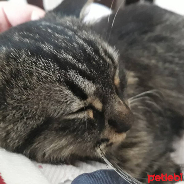 Tekir Kedi, Kedi  Ribella fotoğrafı