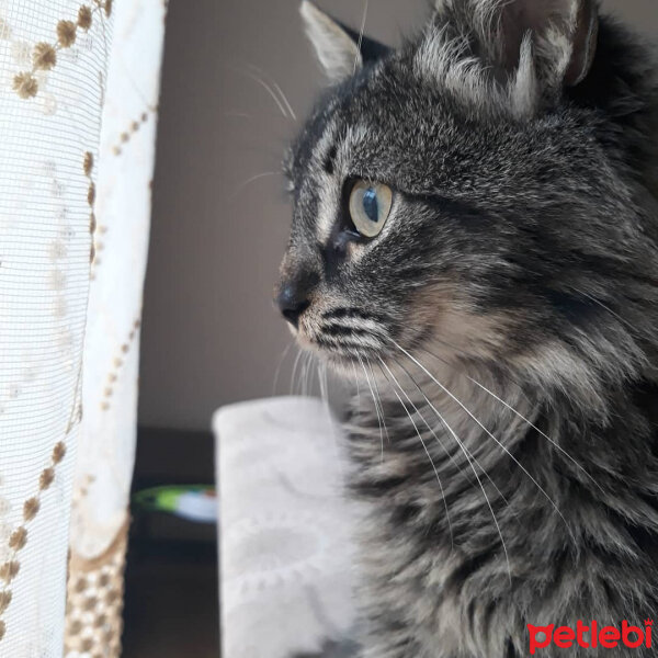 Tekir Kedi, Kedi  Ribella fotoğrafı