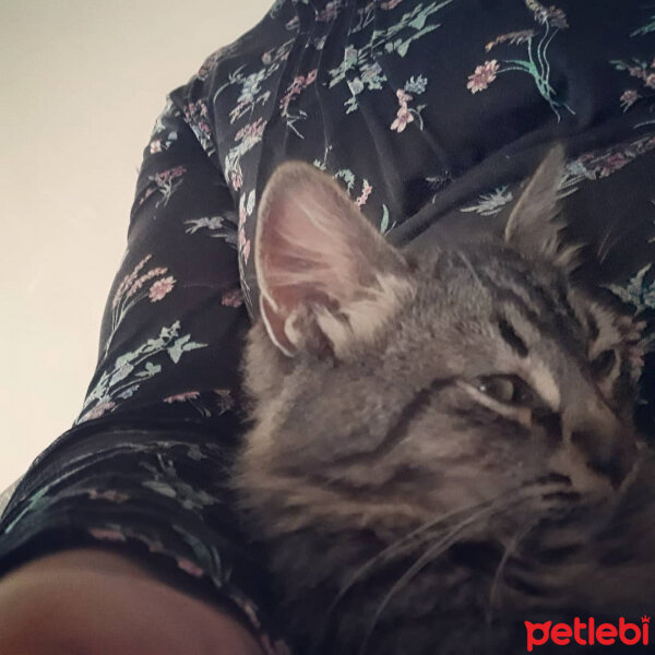 Tekir Kedi, Kedi  Ribella fotoğrafı