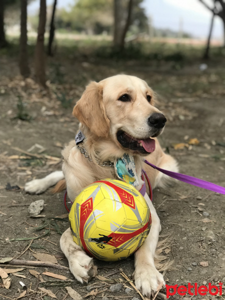 Golden Retriever, Köpek  Whisky fotoğrafı